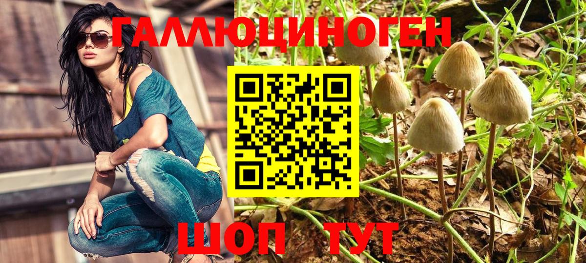 Галлюциногенные грибы Psilocybe Котлас